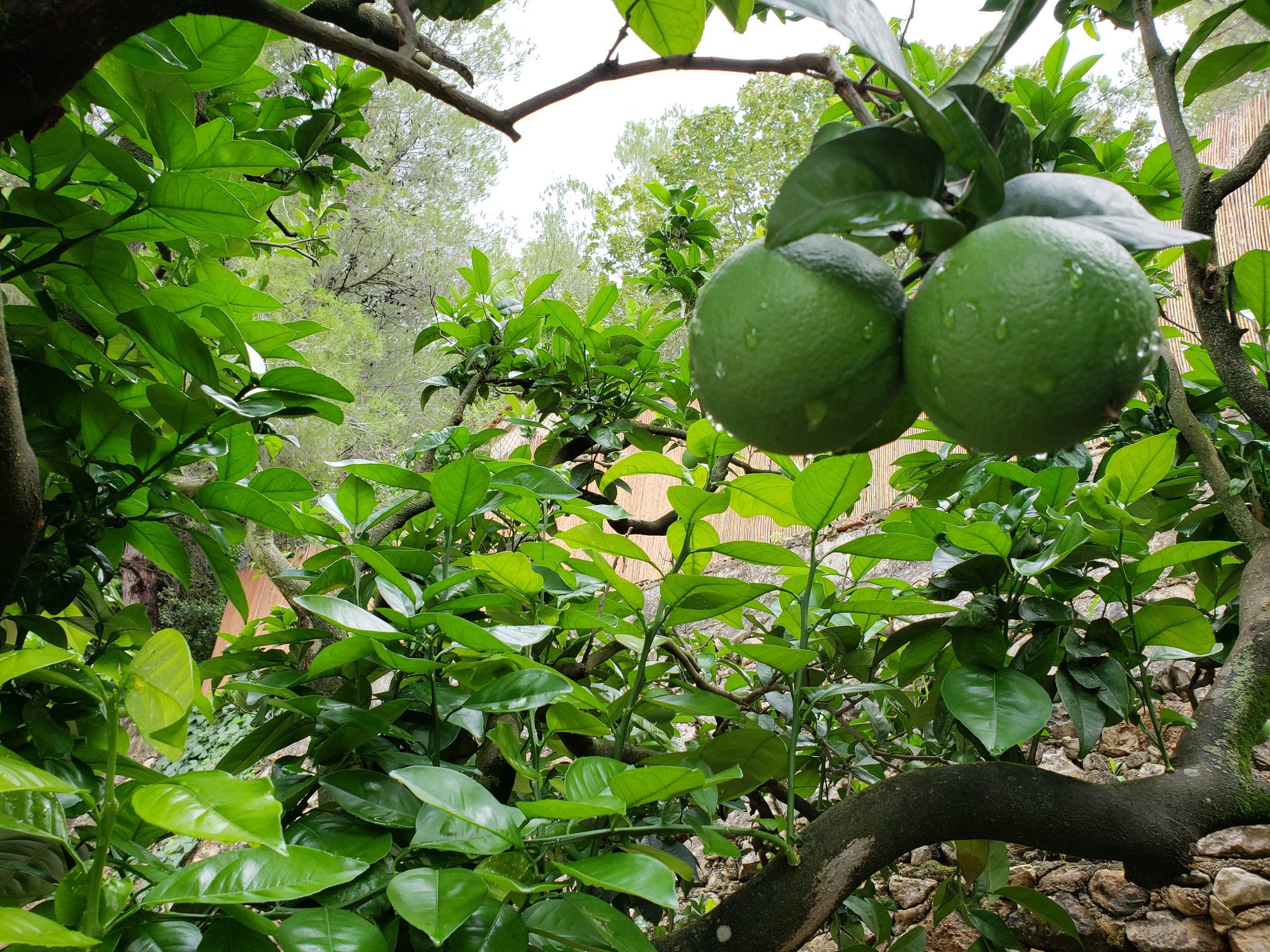 Orange orchards along the trail